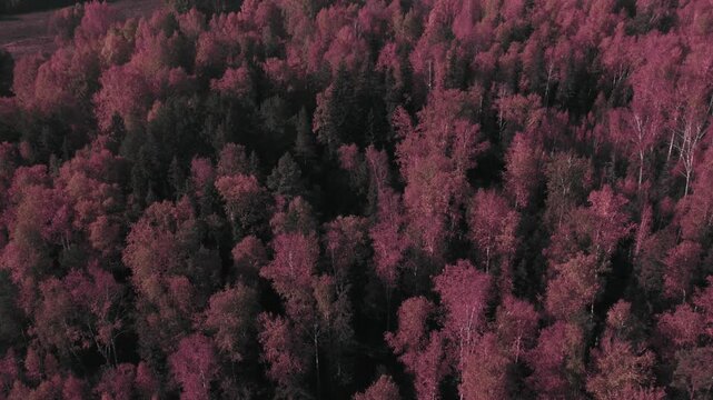 Drone footage of dense mixed forest with red and orange autumn foliage, creating textured canopy patterns in the Ural Mountains, Russia, scenic wilderness background