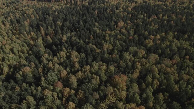 Drone footage of dense mixed woodland with green and yellow treetops forming a textured canopy, shot from above in the Ural Mountains, Russia, in soft daylight