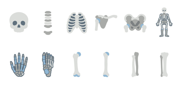 Flat illustration of various human skeleton bones including skull, rib cage, pelvis, limbs, hands and feet, presented on a white background.