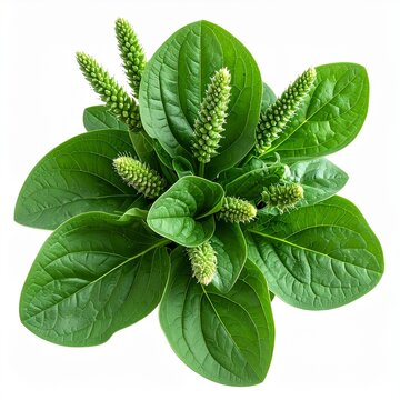 Plantain (Plantago major) &ndash;Anti-Inflammator 