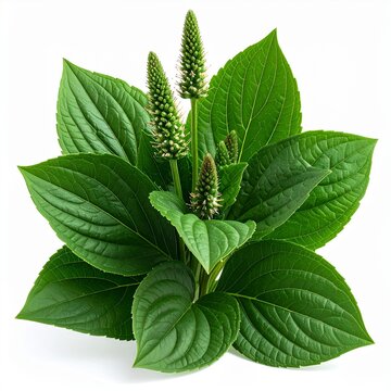 Plantain (Plantago major) &ndash;Anti-Inflammator plant