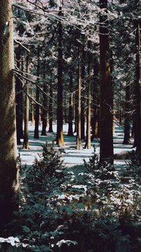 Snow blankets the ground and tree branches in a forest. Tall trees stand in rows, casting shadows on the white snow. The scene is quiet and still during winter.