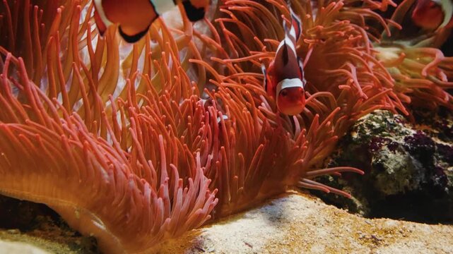 A close up shot of a group of vibrant red prawns, or shrimp, swimming in a brightly lit aquarium tank. The detailed view captures the intricate patterns on their shells and their long, delicate antenn