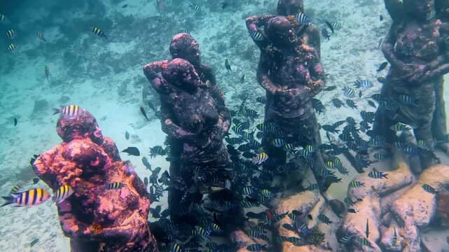 Several coral-encrusted human sculptures stand on a sandy seabed surrounded by sergeant major fish and tropical reef fish. An iconic underwater art installation in Indonesia attracting marine life.