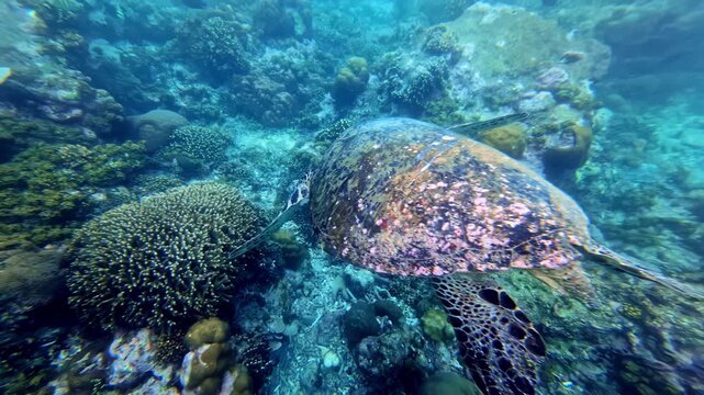 A large hawksbill sea turtle glides above a colorful coral reef in clear blue water. The detailed pattern of its shell and scutes is clearly visible at close range against the reef background.