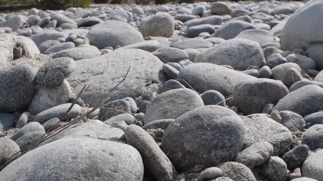 Dice snake, Dice snake under peebbles, , Natrix tassellata, stones, peebbles, zoom, reptile, snake, not poisonous, Ticino River, Ticino River regionl park, Lombardia, Italy,