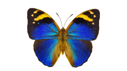 Vibrant blue and yellow butterfly with intricate patterns, isolated on transparent background © Vasilis