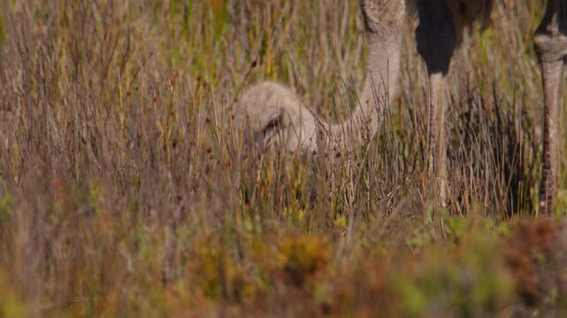 Female ostrich with brown plumage foraging in fynbos landscape, Cape Point