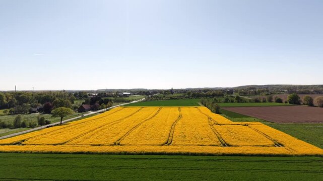 Bright yellow canola field in rural Germany with green farmland and clear sky in Europe, showing agricultural cultivation, seasonal growth and peaceful countryside landscape. Aerial flyover approach.