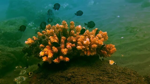 A dense orange soft coral colony stands on a dark sandy seabed surrounded by a school of dark reef fish. The vibrant orange branching structure contrasts sharply with the murky green water above.