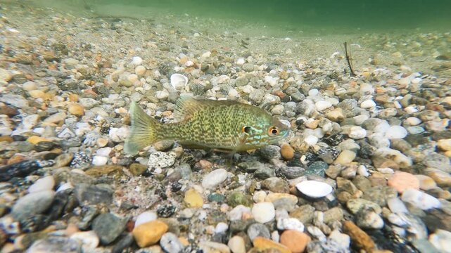 pumpkinseed  is a North American Freshwater fish , Lepomis gibbosus,  Perciformes. pond perch, common sunfish, punkie, sunfish, sunny, kivver, Sant 'Agostino lake, Quarona, Piemonte, Italy,