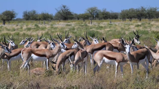 Springbok in the savannah , close-up, Gazelle, Antidorcas marsupialis, flies on head, Springbok, savannah, arid, dry, no water, pan, Etosha National Park, Namibia