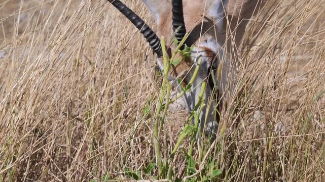Springbok in the savannah , close-up,  Gazelle, Antidorcas marsupialis, flies on head, Springbok, savannah, arid, dry, no water, pan, Etosha National Park, Namibia