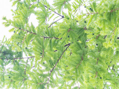 China fir leaves in the rain