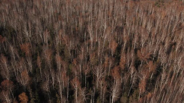 Drone footage of dense birch and mixed forest in late autumn, with bare white trunks and rusty foliage forming a natural pattern in the Ural Mountains, Russia