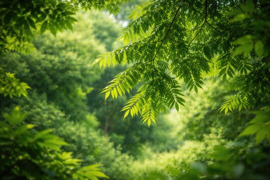 Tranquil neem tree foliage framed by fresh green natural surroundings