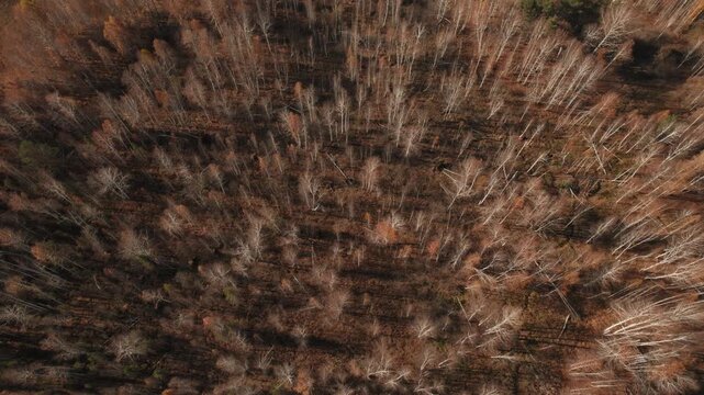 Top down drone footage of a mixed birch forest in late autumn with long shadows and warm brown tones, natural wilderness landscape in the Ural Mountains, Russia