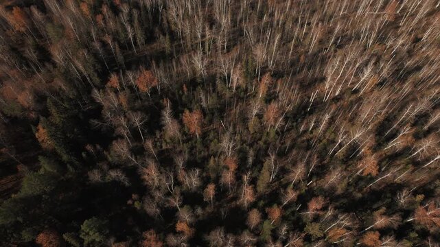 Top down drone footage of mixed conifer and birch forest in late autumn, with long shadows and textured canopy patterns in the Ural Mountains, Russia, natural background