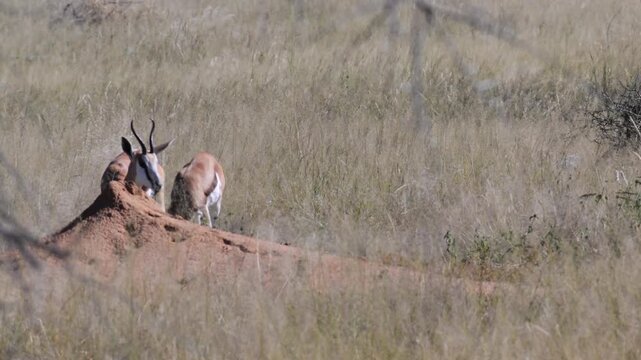 Springbok in the savannah , close-up, Gazelle, Antidorcas marsupialis, flies on head, Springbok, savannah, arid, dry, no water, pan, Etosha National Park, Namibia