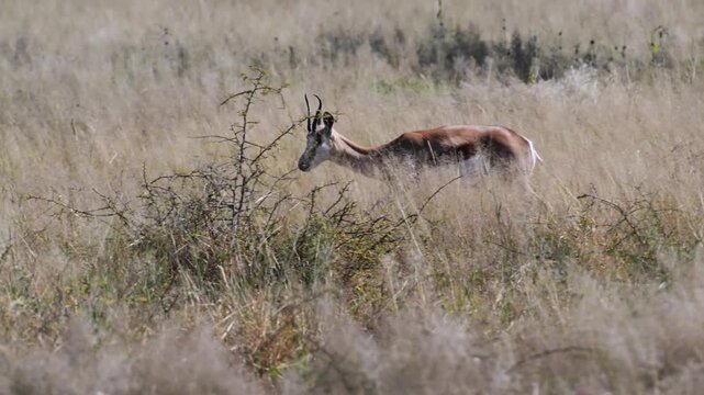 landscape and gazzelle,  Springbock, Antidorcas marsupialis, savannah, grass, Okonjima Reserve, Namibia,