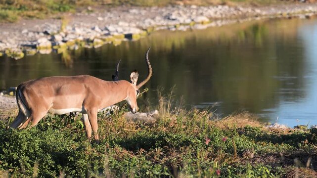 impala,  Aepyceros melampus, mammal, male,  , Etosha National Park, Namibia