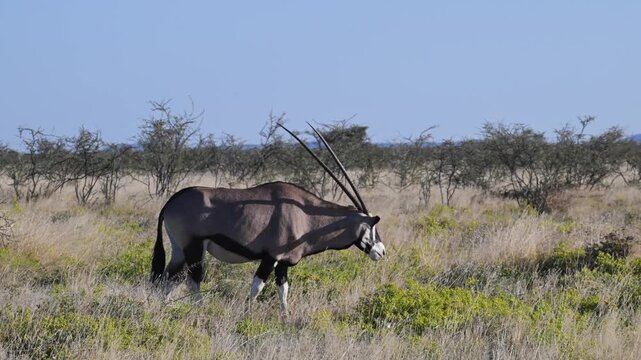 orix, Gemsbock, Oryx gazzella, Okonjima,  Namibia, Desert,  landscape,  genus Oryx.