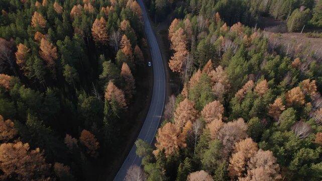 Drone footage of a curving asphalt road cutting through mixed conifer and birch forest in autumn colors, Ural Mountains, Ural region, Russia