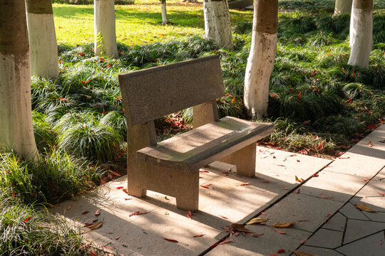 Stone Bench in Serene Park Setting with Sunlit Path