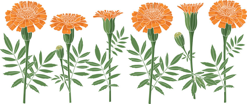 Marigold Flower Border Set with Orange Blooms and Green Leaves Vector Illustration for Floral, Nature, and Garden Designs