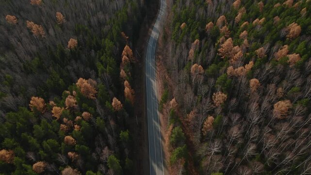 Top down aerial footage of an empty asphalt road curving through mixed conifer and deciduous forest with autumn colors in the Ural Mountains, Russia