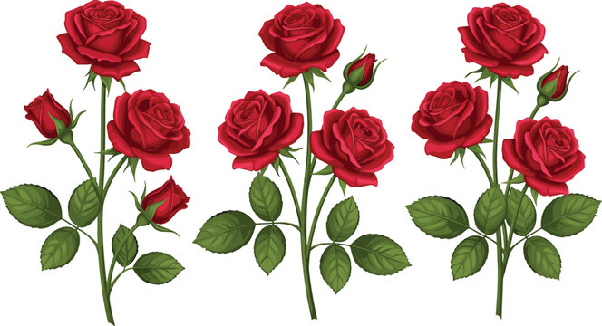 Elegant Red Rose Flower Vector Collection Featuring Long Stems and Green Leaves for Romantic Wedding Invitations, Valentine&rsquo;s Day Greeting Cards, and Floral Designs