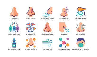 Fototapeta premium Nose and olfactory icons showing nasal functions on white