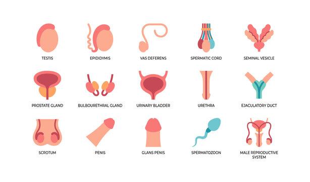 Male reproductive system anatomy icons arranged in grid