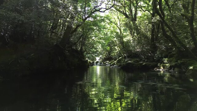 Kikuchi Gorge Fresh Green Reflection, Crystal Clear River and Lush Forest | Aerial Drone View, Scenic Nature Background