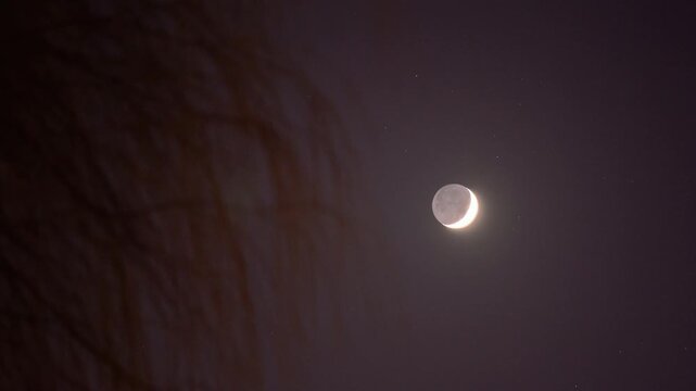 The rising moon in contrast with the silhouette of a tree. Earth's natural satellite in the night sky along with the terminator line