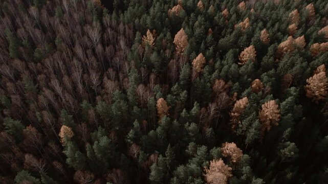 Top down aerial footage of dense mixed forest with evergreen pines and leafless birch trees in late autumn, natural landscape in the Ural Mountains, Russia