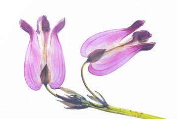 Różowe, prasowane kwiaty serduszka okazała (Lamprocapnos spectabilis) na białym tle, izolowane. © mycatherina
