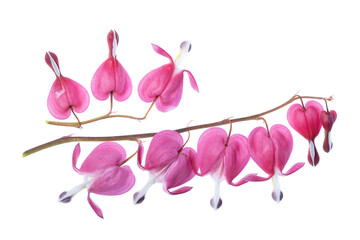  Różowe kwiaty serduszka okazała (Lamprocapnos spectabilis) na białym tle, izolowane. © mycatherina