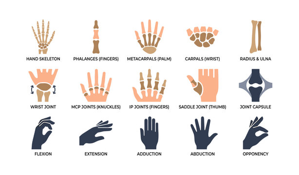 Hand anatomy icons showing bones, joints and movements on white