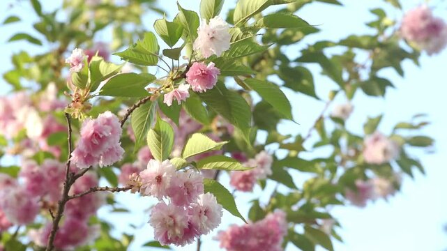 Japanese Sakura blossom on blue sky background - Branches in full bloom with pink flowers blooming in spring garden - Springtime flowering cherry tree nature landscape.