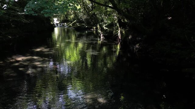 Kikuchi Gorge Fresh Green Reflection, Crystal Clear River and Lush Forest | Aerial Drone View, Scenic Nature Background