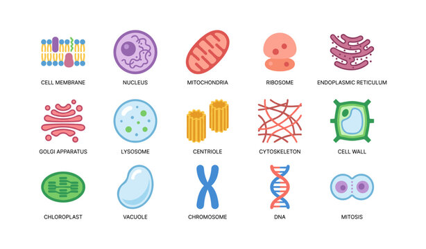 Cell organelles arranged in labeled grid on white background