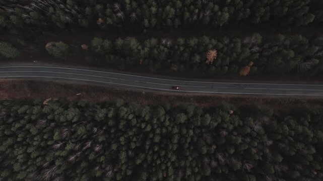 Drone aerial top down view of a curving asphalt highway cutting through dense conifer forest with autumn colors, light traffic, Ural region, Russia