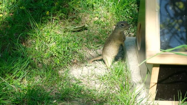Funny European ground squirrel disappearing into a wooden box