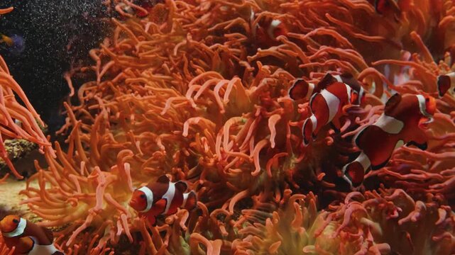 A close up shot of a vibrant sea anemone with pink and yellow tentacles gently swaying in the current, attached to a coral reef.