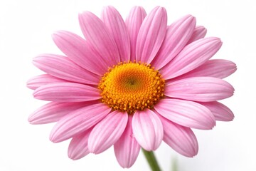 Obraz premium Macro shot of a vibrant pink daisy isolated on a bright white backdrop