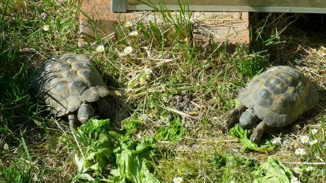 Small tortoise eating fresh lettuce on green grass in a garden