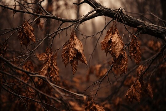 Detailed view of withered tree branches and leaves in late fall