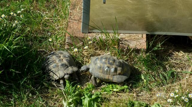Small tortoise eating fresh lettuce on green grass in a garden