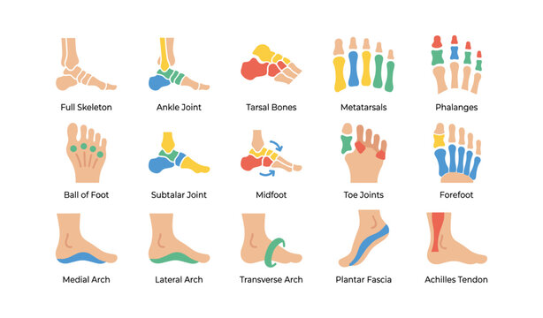 Foot anatomy icons showing bones joints and arches on white background